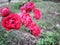 Red Rose flower look preety beautiful