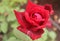 Red Rose flower. Love flowers. Summer colours.
