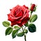 A Red rose flower, NaturÐµ object for design to Valentines Day