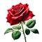 A Red rose flower, NaturÐµ object for design to Valentines Day