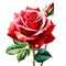 A Red rose flower, NaturÐµ object for design to Valentines Day