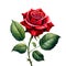 A Red rose flower, NaturÐµ object for design to Valentines Day