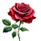 A Red rose flower, NaturÐµ object for design to Valentines Day