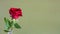 Red rose flower on olive panoramic background