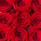 Red rose flower, petals. Bouquet of flowers, fresh red rose. Collage of red roses. Bouquet of fresh roses, flower bright