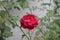 Red rose flower pitcher wallpaper