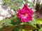 red rose flower plant in micro image in indian village farm garden