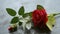 Red rose flower on rustic floor. Nature still life love romantic background theme. Wallpaper web banner design decoration for