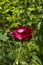 Red rose flower in summer garden flowerbed