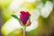 Red rose flower Valentines day nature background for lover concept / bud rose fresh