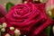 Red rose flower with waterdrops in bouquet. Blurry background