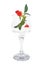 Red rose flower in wineglass isolated