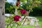 Red Rose flowers in a churchyard