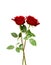 Red rose flowers with clipping path