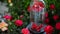 Red rose flowers in glass dome