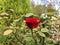 red rose flowers grow in the garden against a background of green grass and cypresses Shrub roses in bright coral color