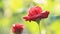 Red rose flowers in rain