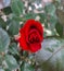 A red rose, flowers for Valentine`s Day, a gift, a bouquet of red roses on March 8, a female dream, spring flowers in the