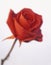 RED ROSE WITH FROSTED PETALS ON WHITE BACKGROUND