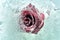 Red rose frozen in ice
