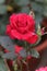 Red Rose in Garden