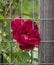 Red Rose in a Garden