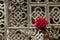 Red rose in the garden against the background of a patterned lattice with oriental ornament