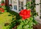 Red rose in the garden, beautifully landscaped front yard