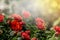 Red rose in garden with blurred soft light background