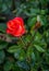 Red rose in the garden. Coral rose. Rose and raindrops