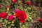 A Red Rose in the garden on a Sunny day