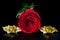 Red rose and golden roses