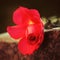 Red rose on granite tombstone