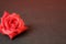 Red rose, gray background