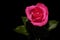 Red rose with green petals isolated on black