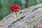 Red rose grows in a crevice