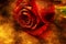 Red rose grunge concept