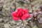 Red rose half blooming in the garden