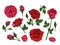 Red rose. Hand drawn roses garden flowers with green leaves, buds and thorns. Cartoon vector isolated collection