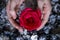 Red rose in the hands of a man on the background of burnt ash