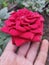 Red rose has h rich red colour