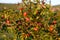 Red Rose Hip on bush in nature. Wild rose branches in front of mountain in summer. A bunch of Wild rose or dog rose berries. Briar