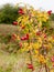 Red rose hips on bush outside many thick ripe