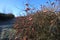 Red rose hips on bushes frosty morning