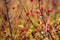 Red rose hips in dense forest thickets in autumn