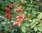 Red rose hips in the forest in September