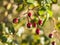 Red rose hips or hawthorn berries on a Sunny day with beautiful bokeh