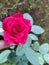 Red rose hybrid