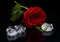Red rose with ice on black background, wallpaper, valentine, top view, flat style, copy space, postcard, flower arrangement