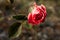 Red rose with ice crystals of water. Spring flower in winter time.